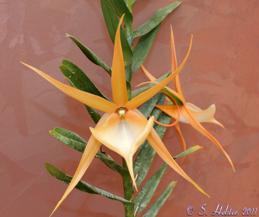Angraecum viguieri